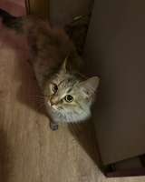 Отдам кошечку