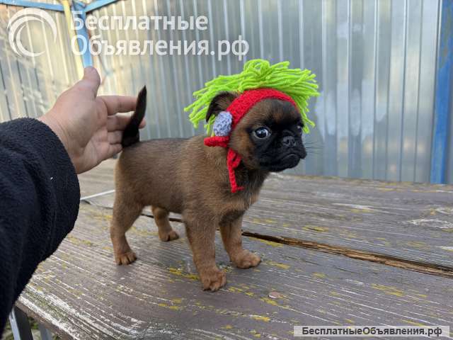 Рыжий малыш брабансончик