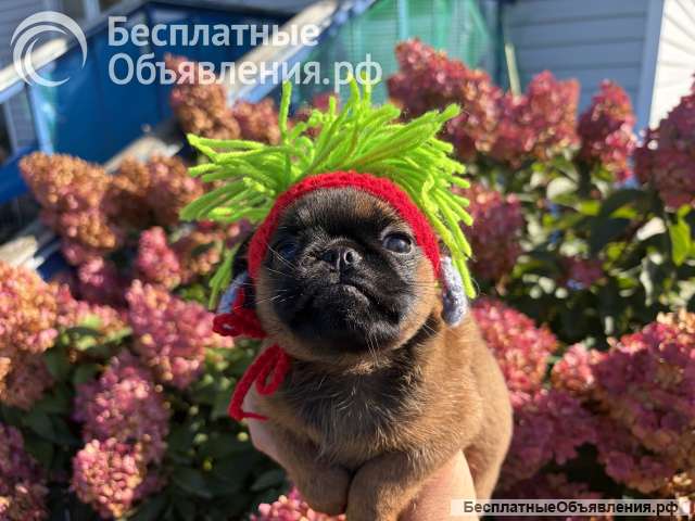 Рыжий малыш брабансончик