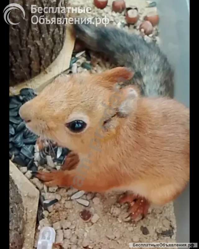 Белка
