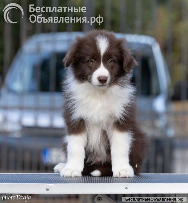 Бордер-колли щенки