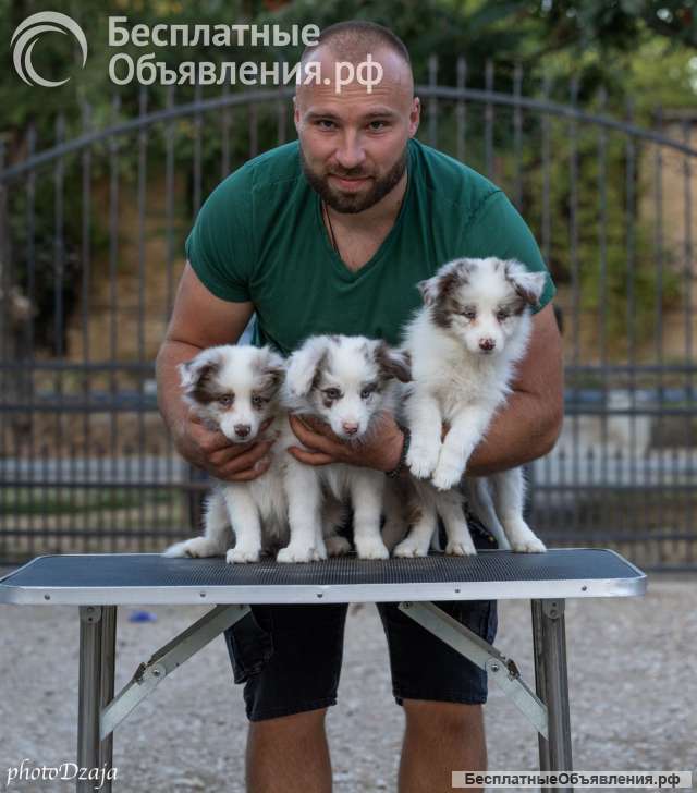 Бордер-колли щенки