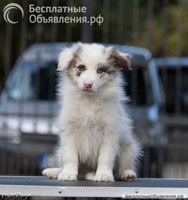 Бордер-колли щенки