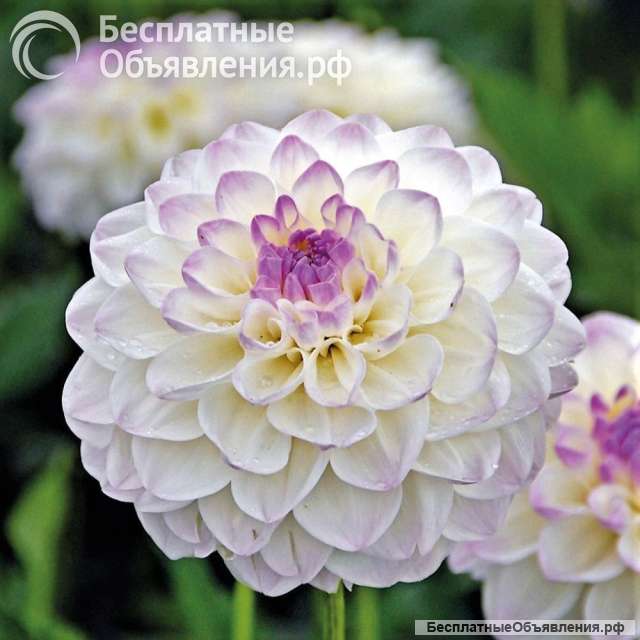Корни цветов