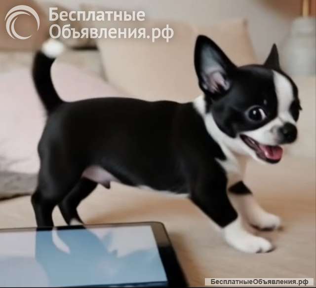 Щенков чихуахуа