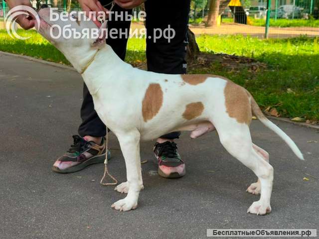 Бело-рыжий кобель Амстаффтерьера 7 месяцев