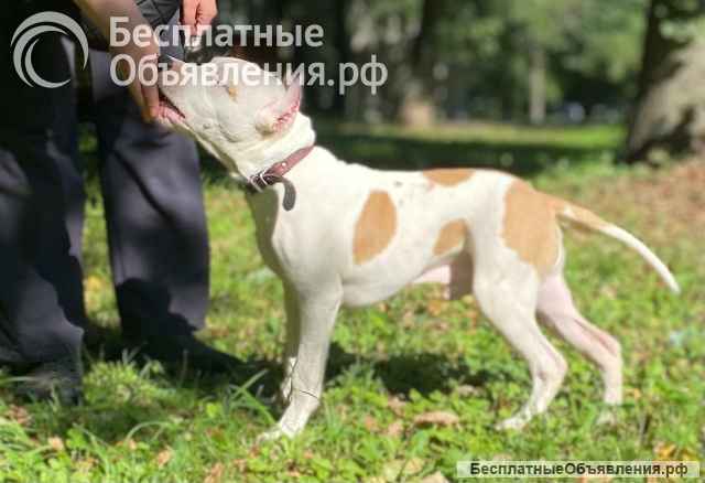 Бело-рыжий кобель Амстаффтерьера 7 месяцев