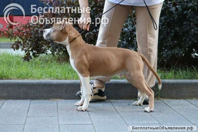 Голубо-палевый кобель Амстаффтерьера 7 месяцев