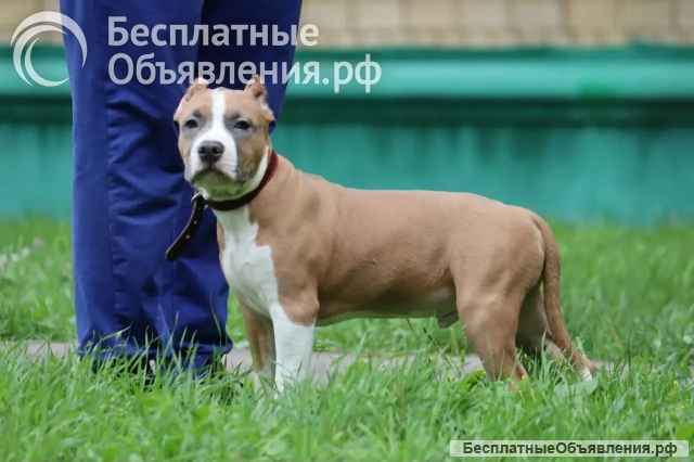 Голубо-палевый кобель Амстаффтерьера 7 месяцев