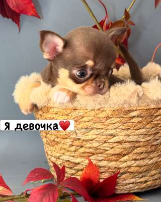 Эксклюзивные щенки чихуахуа редких окрасов