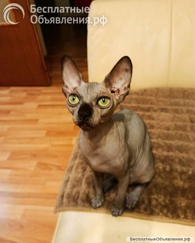 Сфинкс котята