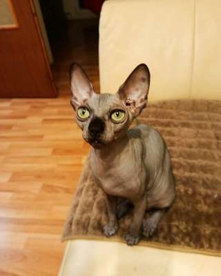 Сфинкс котята