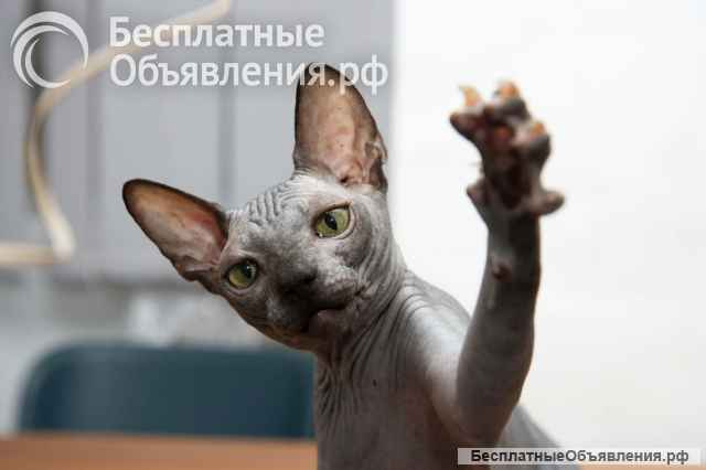 Сфинкс котята