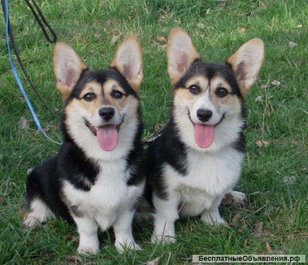 Щенков вельш корги пемброк