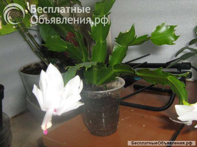 Декабрист белое, красное, желтое цветение