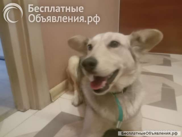 Собака в добрые руки