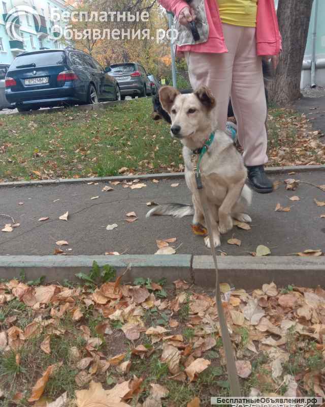 Собака в добрые руки