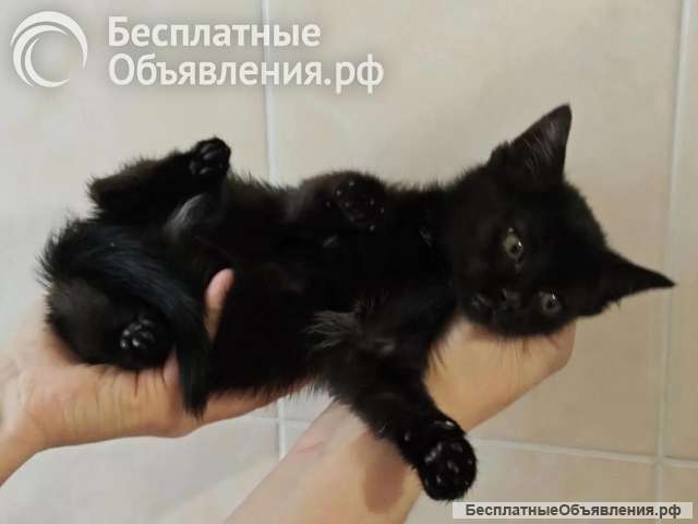 Ищет дом котеночек Ночка