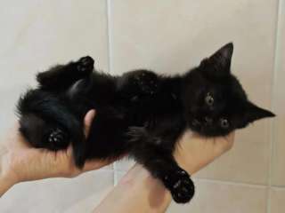 Ищет дом котеночек Ночка