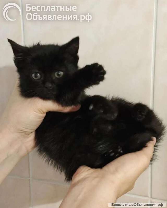 Ищет дом котеночек Ночка