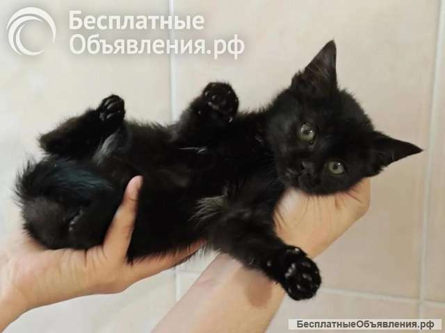 Ищет дом котеночек Ночка