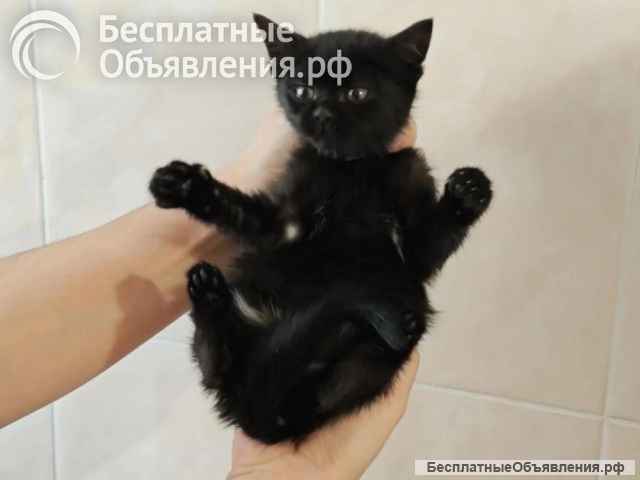 Ищет дом котеночек Ночка