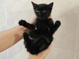 Ищет дом котеночек Ночка