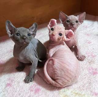 Замечательные котята породы сфинкс