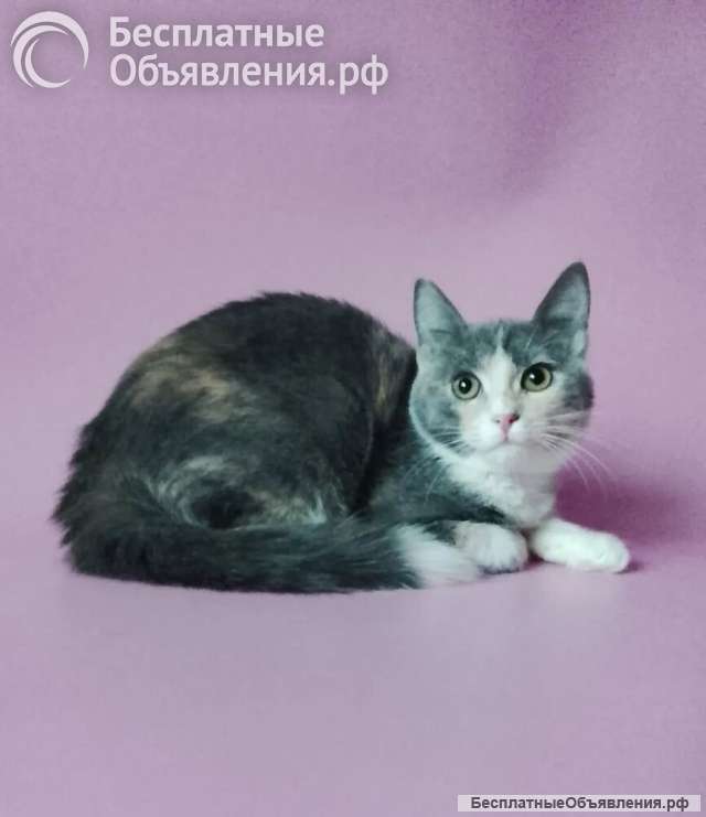 Ксюша ищет дом