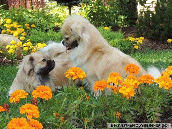 Щенки тибетского спаниеля