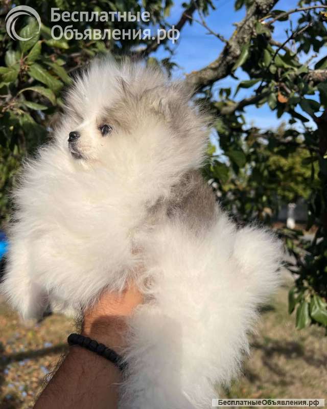 Померанские шпицы