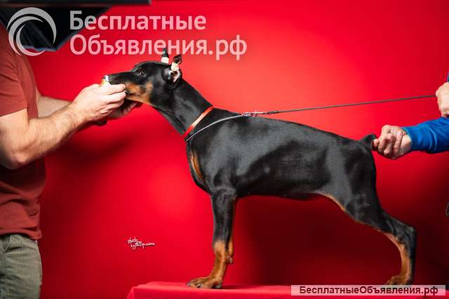 Щенки добермана