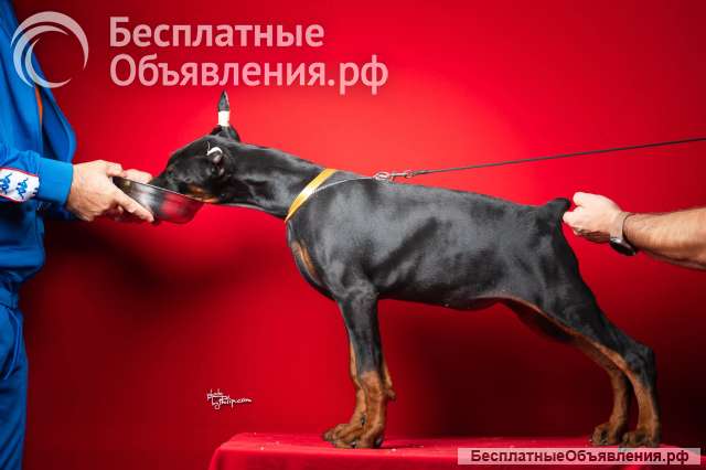 Щенки добермана