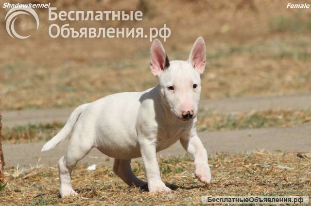 Щенки миниатюрного бультерьера