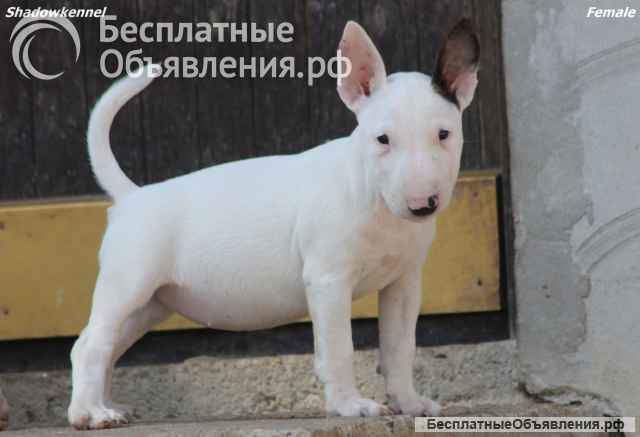 Щенки миниатюрного бультерьера