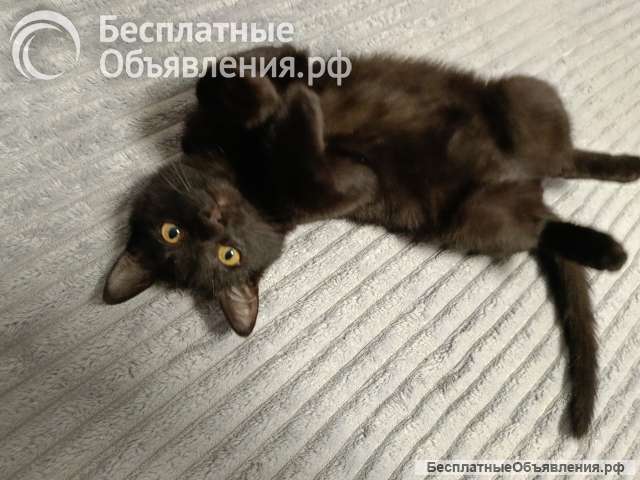 Котенок