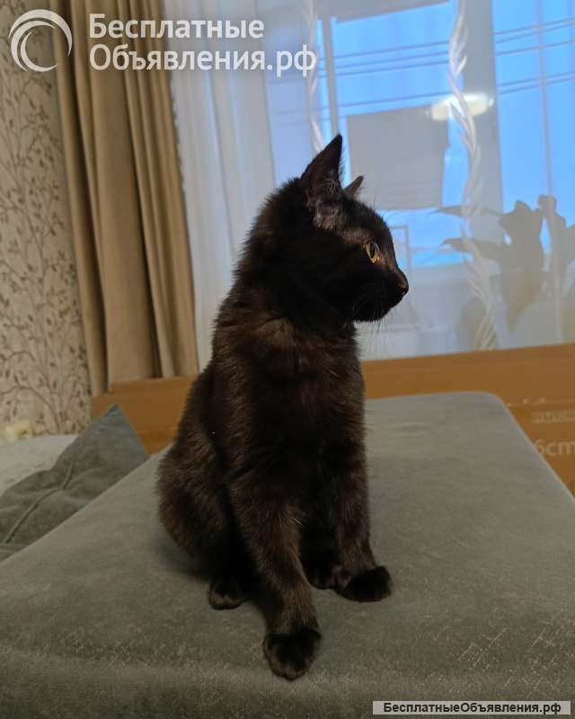Котенок