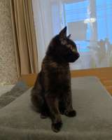 Котенок
