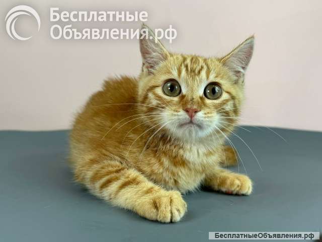 Милые рыжие котята в добрые руки. 3 месяца