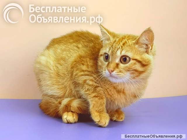 Милые рыжие котята в добрые руки. 3 месяца