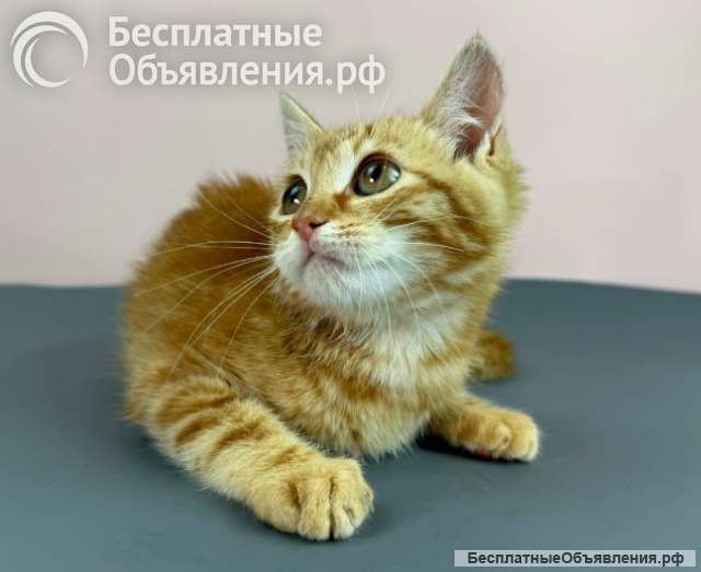 Милые рыжие котята в добрые руки. 3 месяца