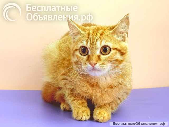 Милые рыжие котята в добрые руки. 3 месяца