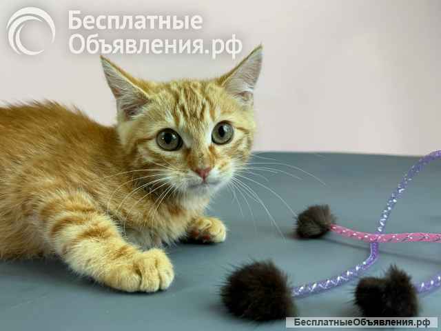 Милые рыжие котята в добрые руки. 3 месяца