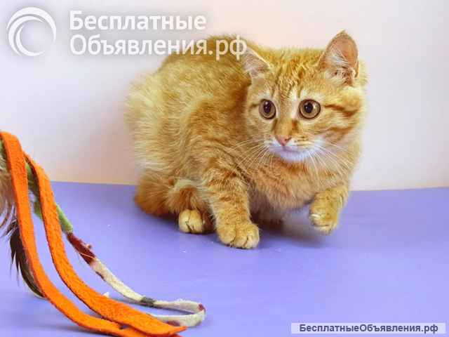 Милые рыжие котята в добрые руки. 3 месяца