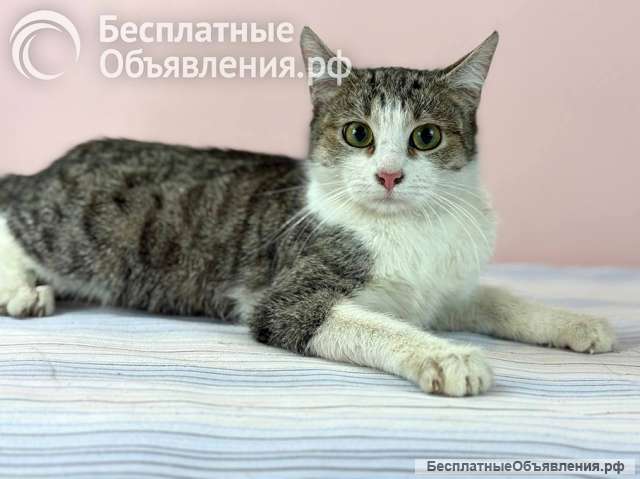 Ласковая, общительная кошка Глаша в дар