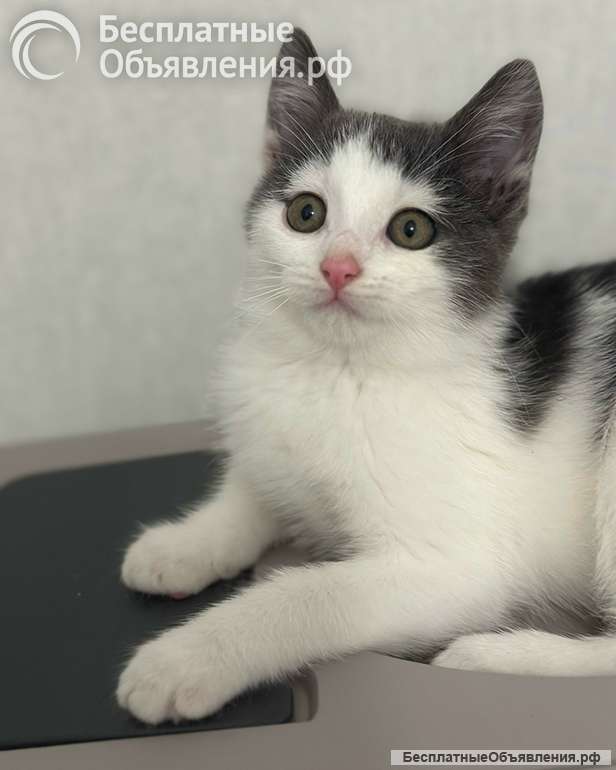 Маленький светлый котёнок в дар