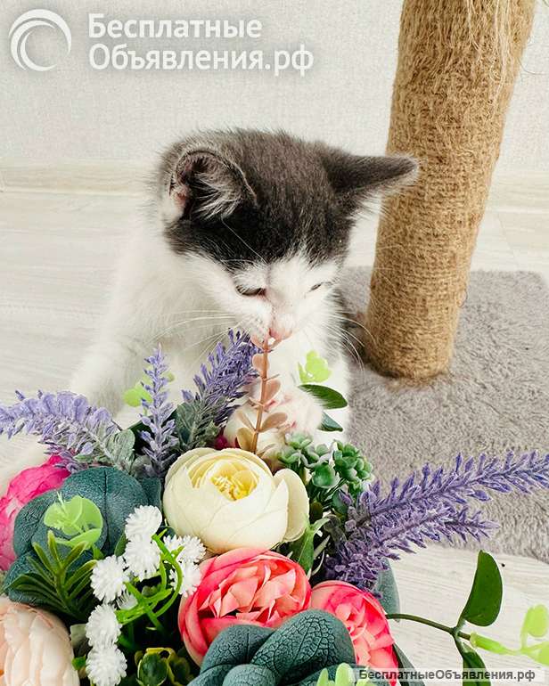 Маленький светлый котёнок в дар