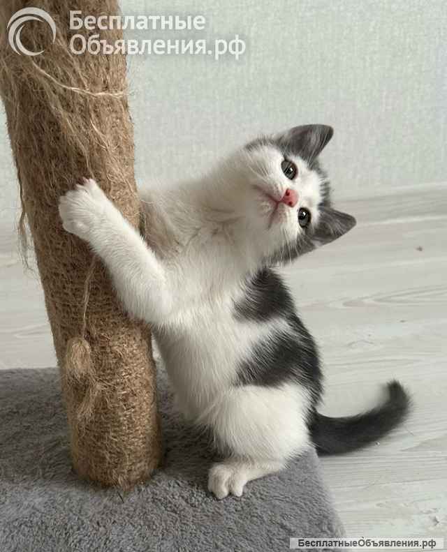 Маленький светлый котёнок в дар