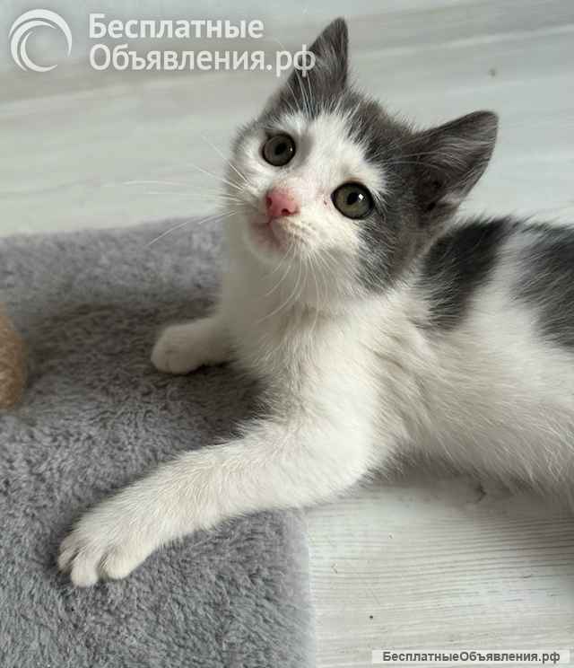 Маленький светлый котёнок в дар