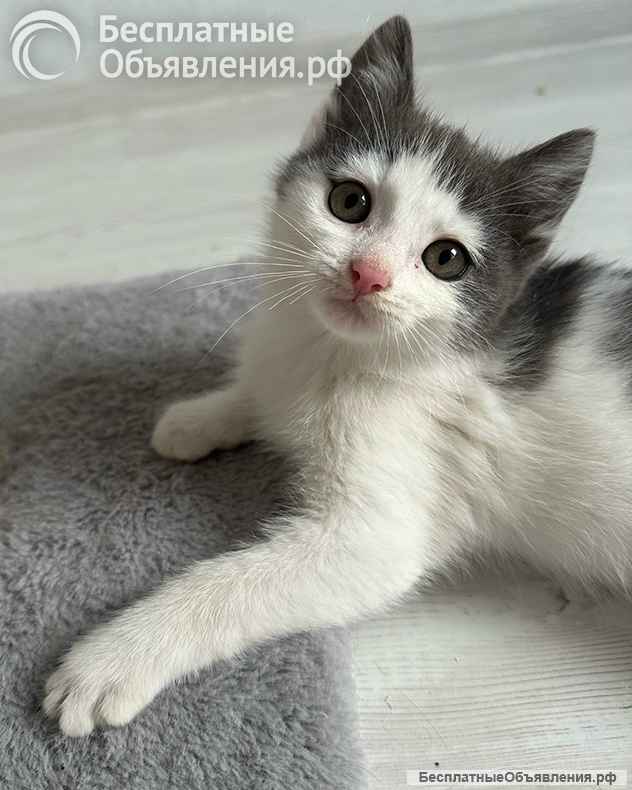 Маленький светлый котёнок в дар